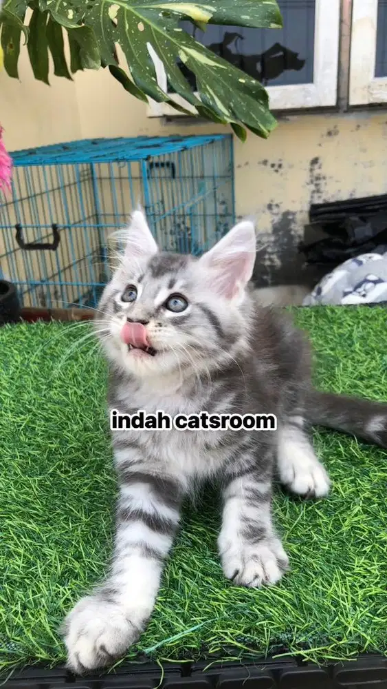 KITTEN RAS MAINECOON JANTAN