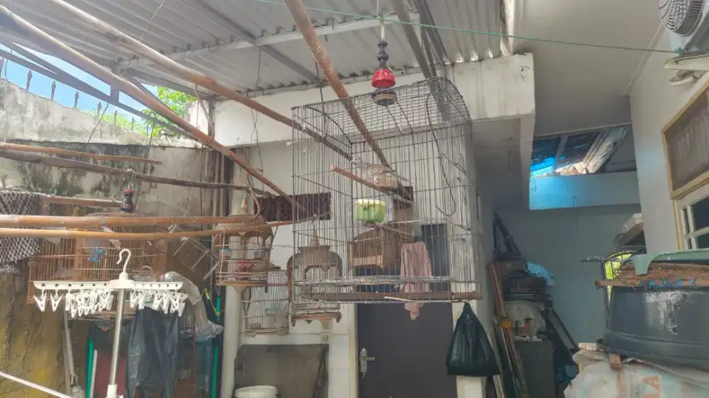 DIJUAL 7 SARANG BURUNG