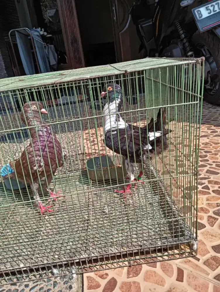 Burung hias Maltise sepasang sudah bertelur