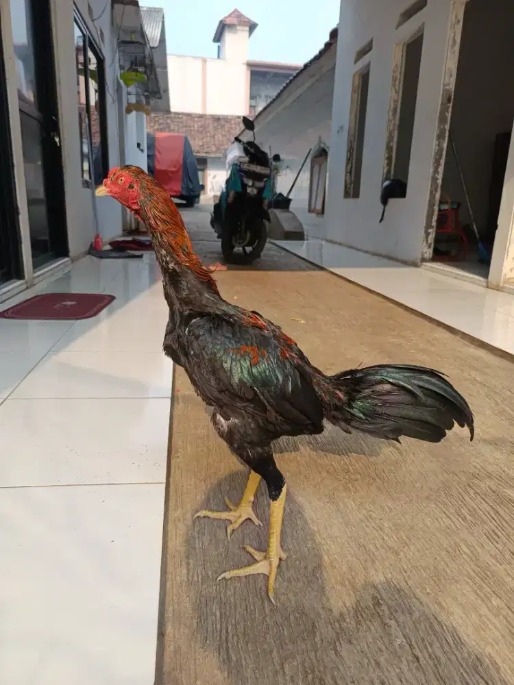Ayam aduan muda (pama iq x koytrad)