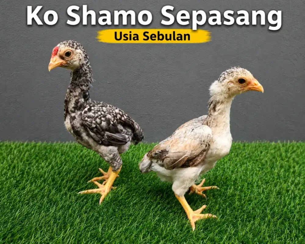 Ko Shamo Sepasang Usia Sebulan