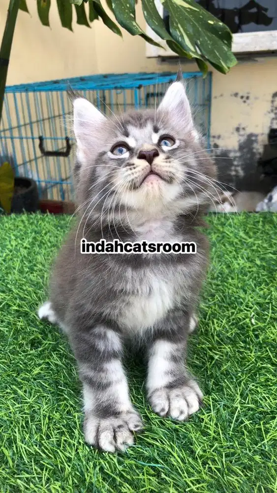 KITTEN RAS MAINECOON JANTAN