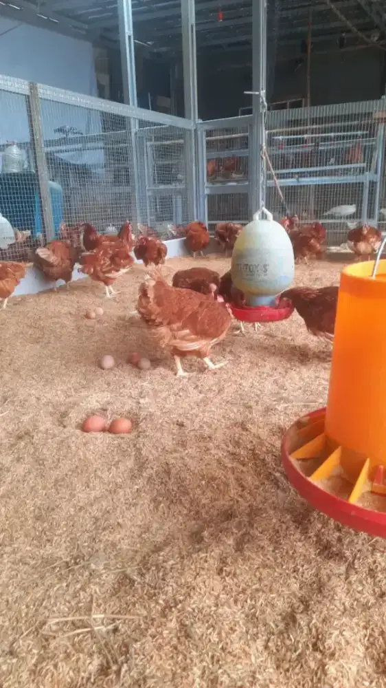 Ayam Petelur usia 19-20Up