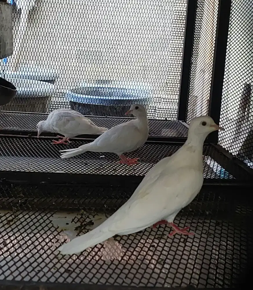 Jual puter putih
