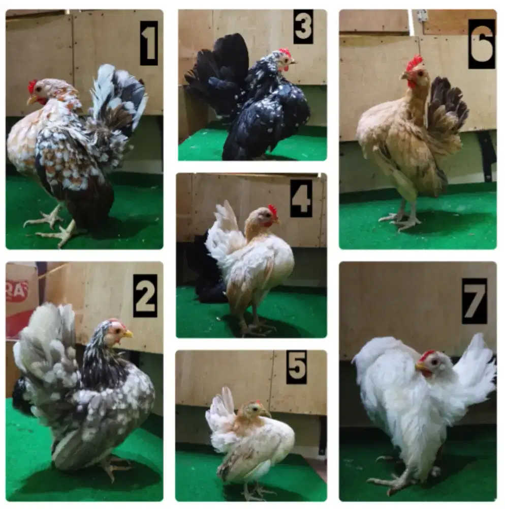 Ayam Serama Betina Indukan