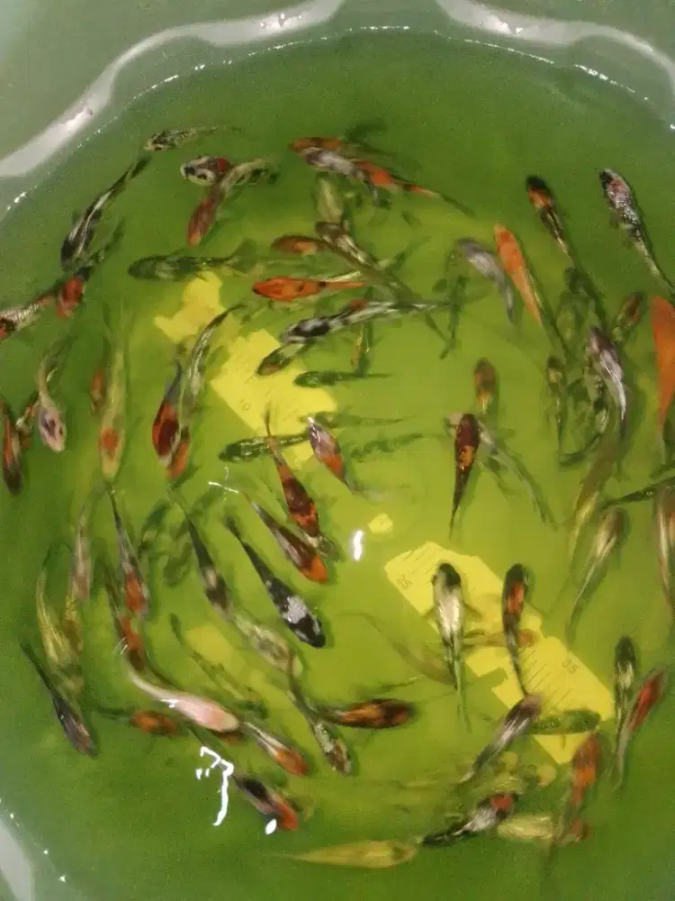 Ikan koi kecil 3-5cm jenis Showa Shiro Ginrin/Biasa