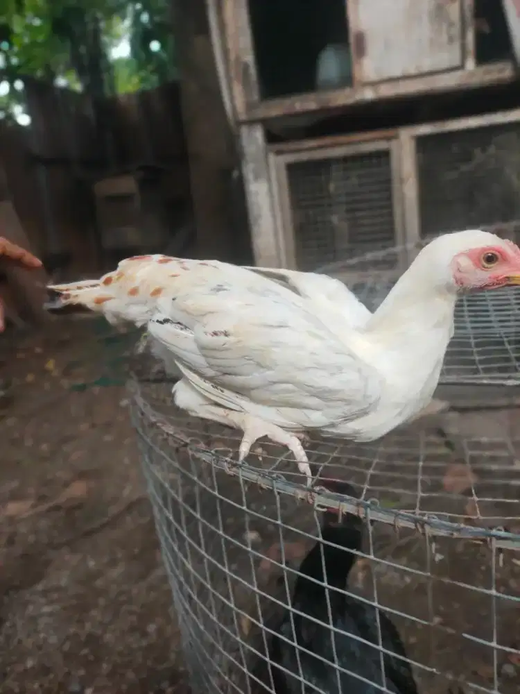 Ayam Elba Petelur