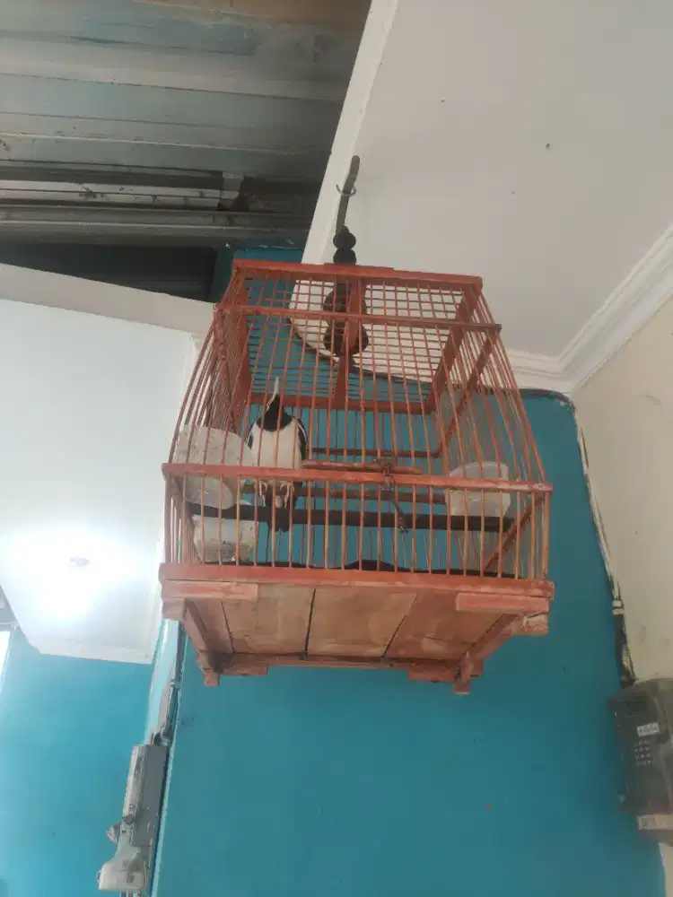 Burung jalak suren