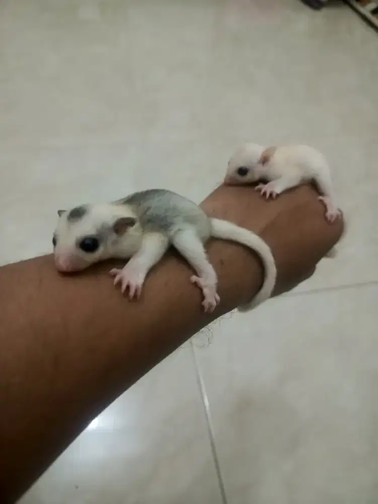 JUAL MURAH 6 EKOR SUGAR GLIDER