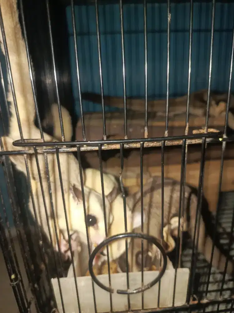 JUAL MURAH 6 EKOR SUGAR GLIDER