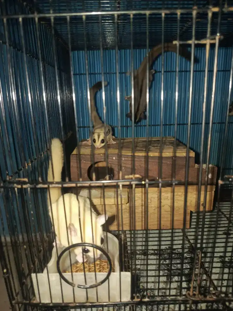 BORONGAN MURAH SUGAR GLIDER