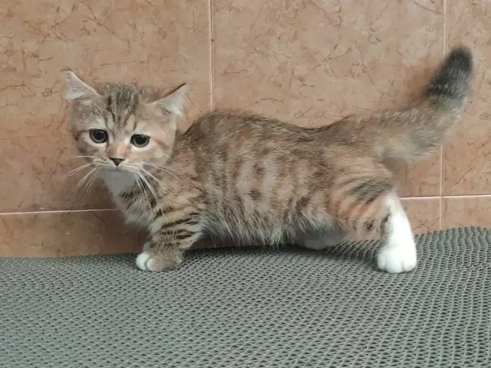 Kitten Munchkin gaelic betina