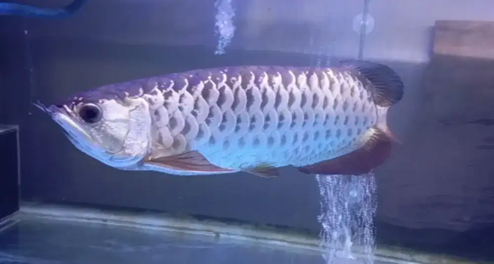 Arowana golden red