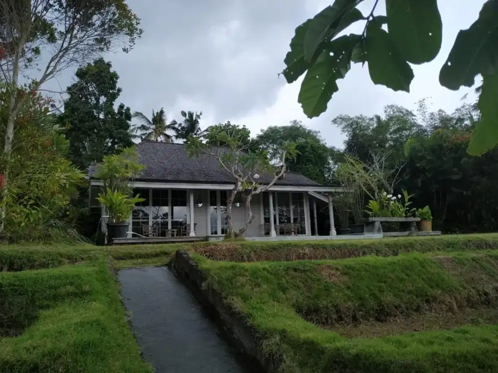 Jual Tanah Ubud Bali 33018m2 SHM Tepi Sungai View Gunung Nego