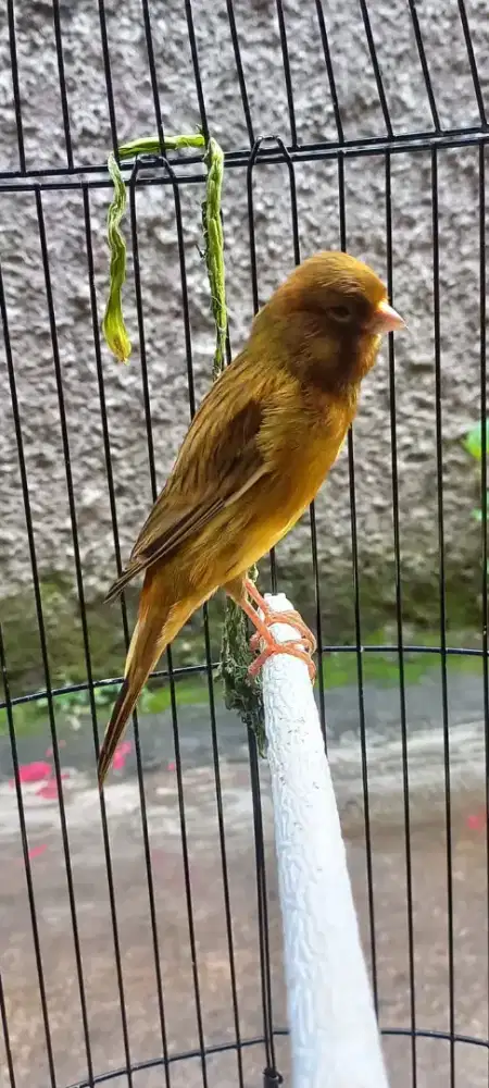 jual burung kenari