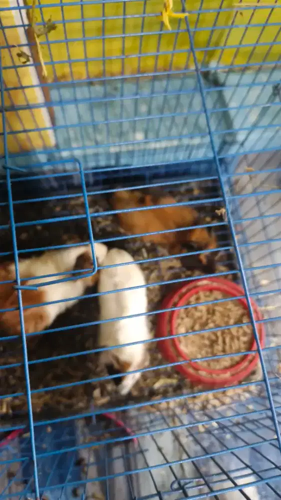 Marmut Bulu Jabrik