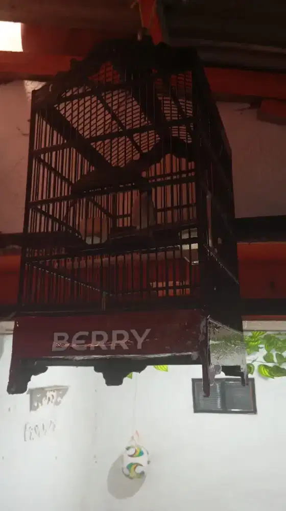 Burung kutilang full set