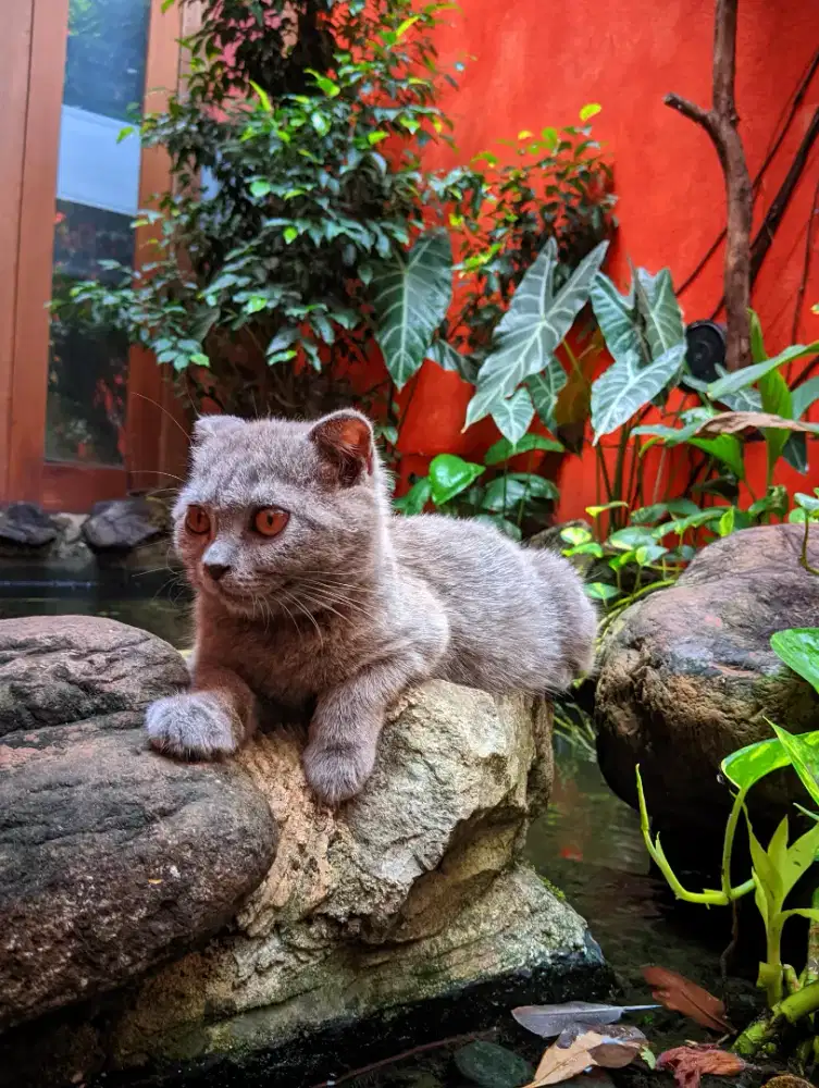 Kucing BSH shorthair