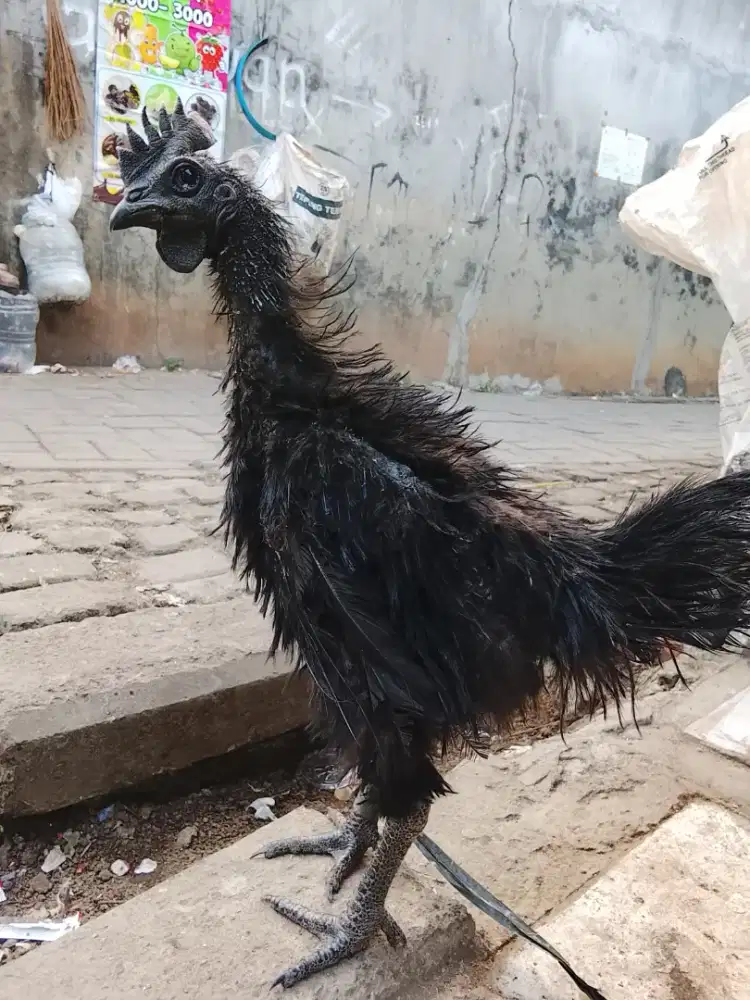 Ayam cemani lidah hitam 3 bulan