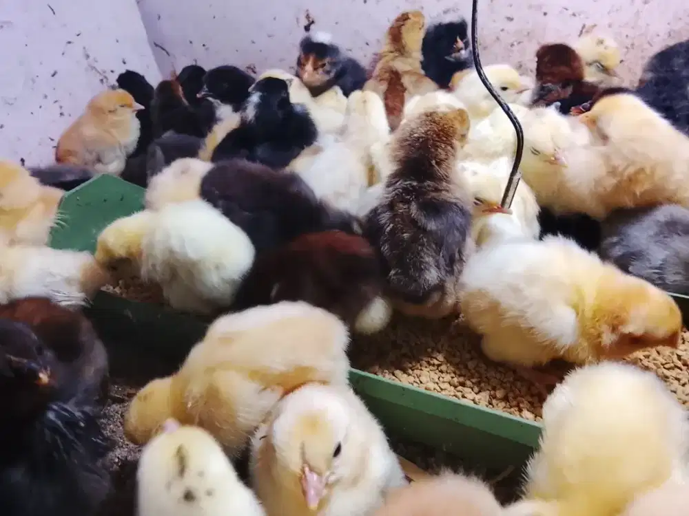 Ayam kuntara4 doc