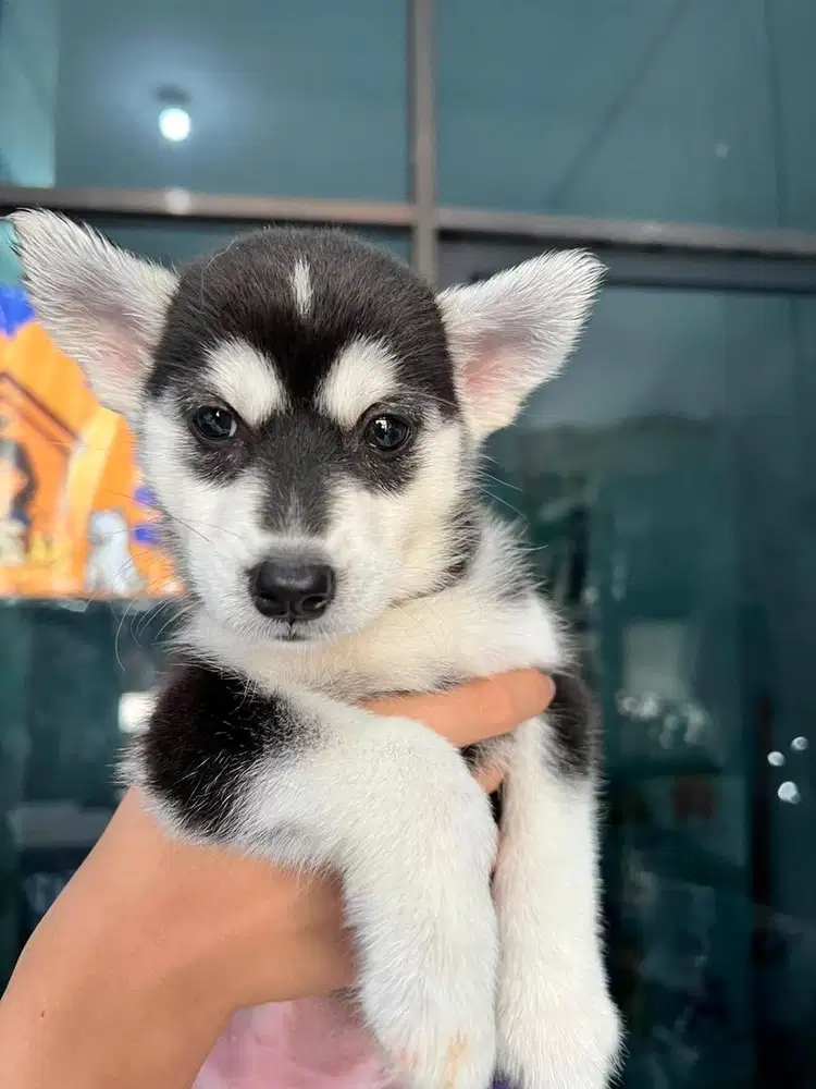 Husky mix kintamani