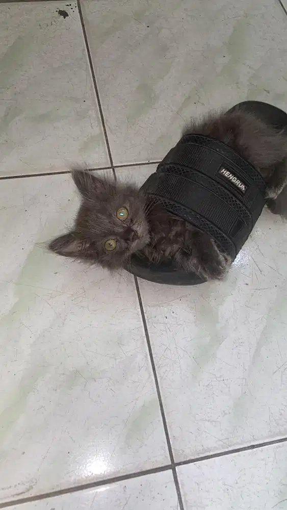 Kitten persmed betina