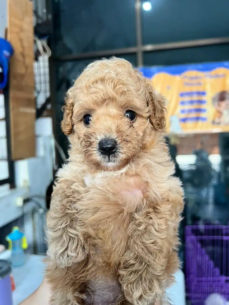 Poodle jantan tiny