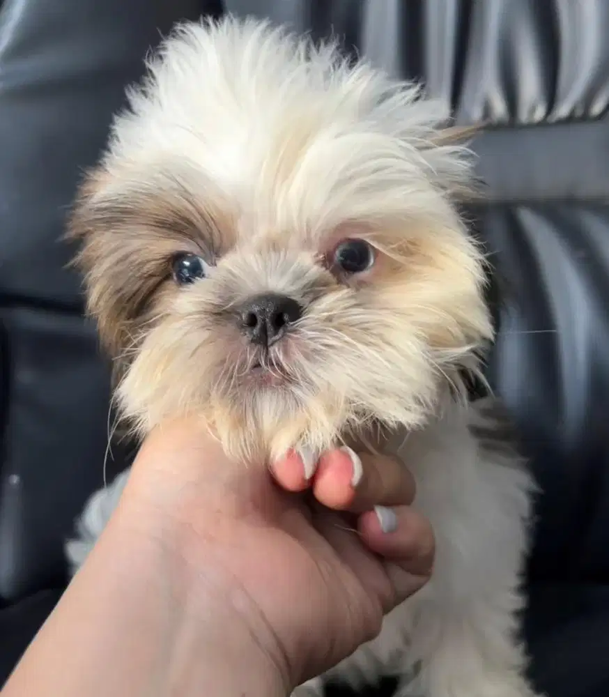 Shitzu betina blue eyes