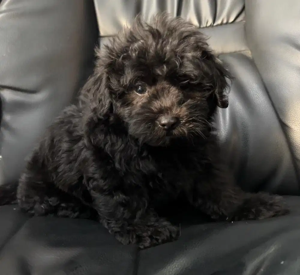 Shipoo jantan silver