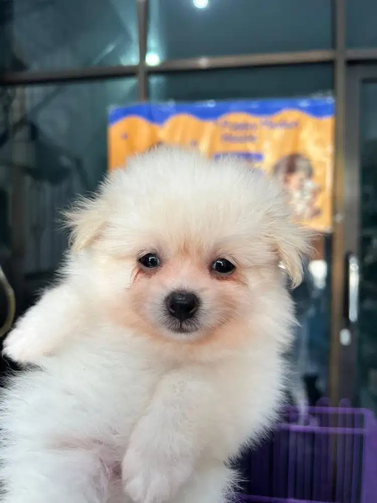 Superminipom betina