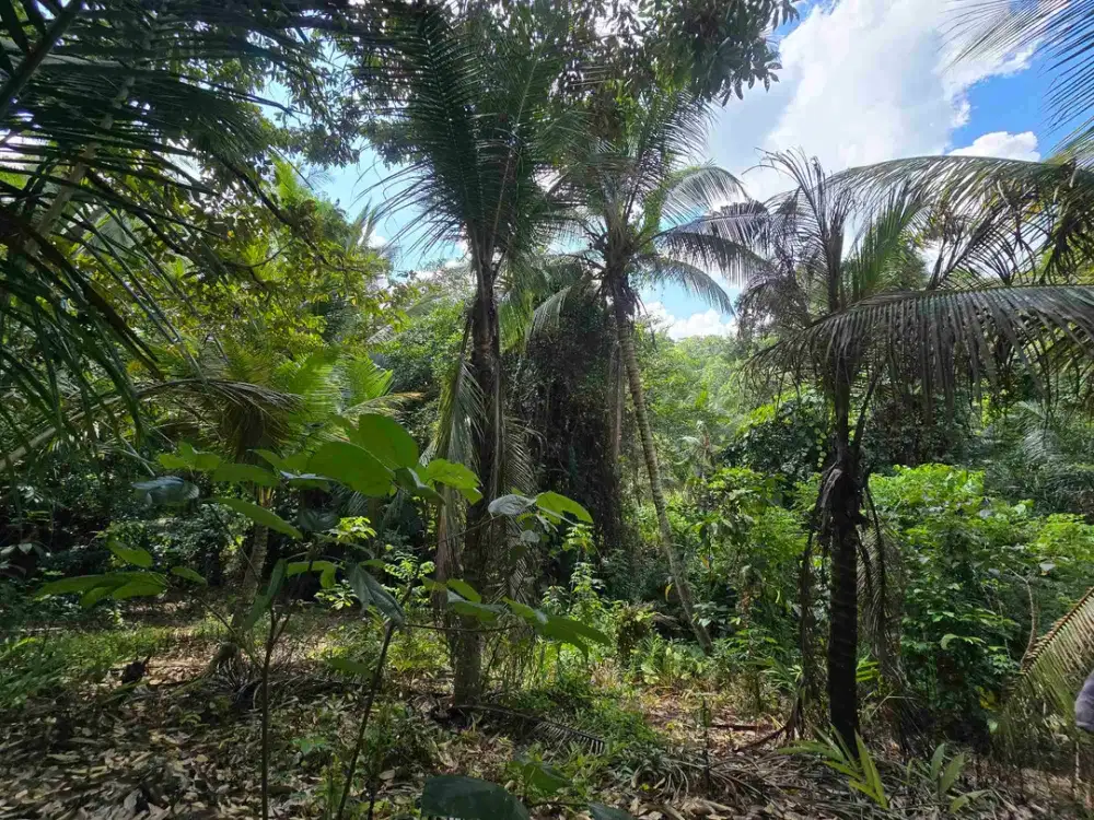 Dijual tanah datar view lambah cocok buat hunian villa di tabanan bali