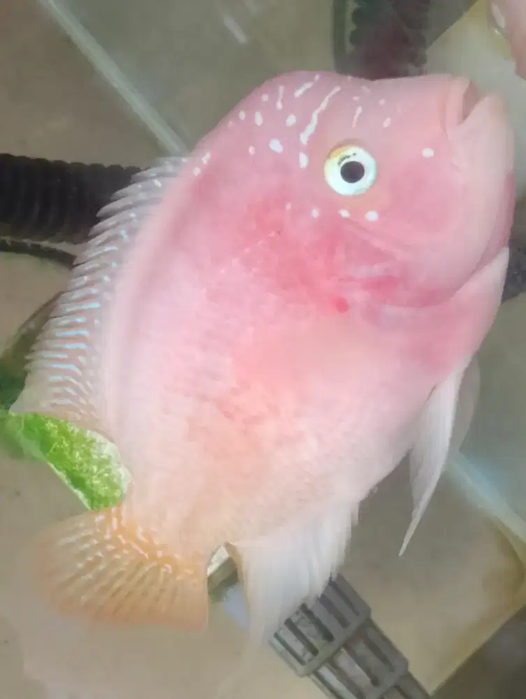 Ikan louhan golden base mata putih