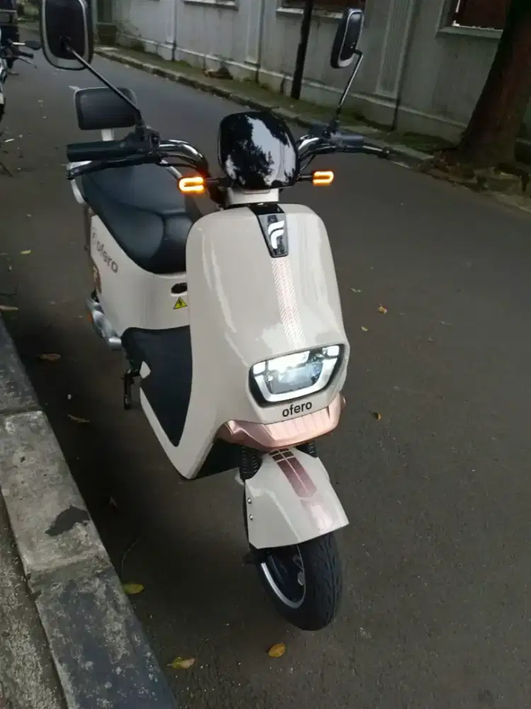 Selis mulus, .di jual cepat