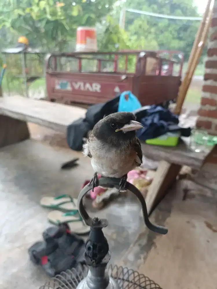 Burung kekep babi jinak