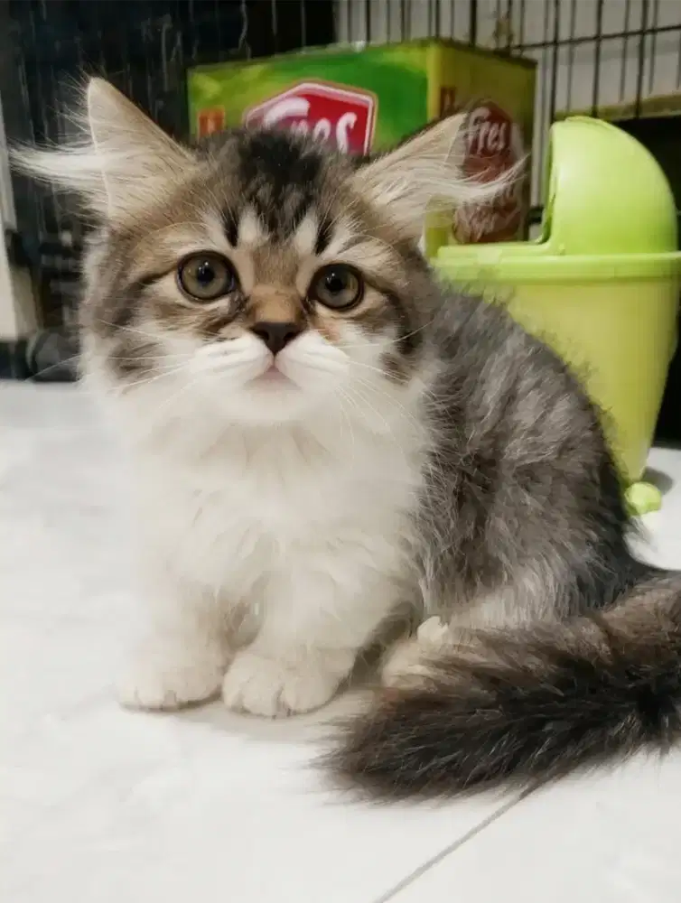 Munchkin minuet betina