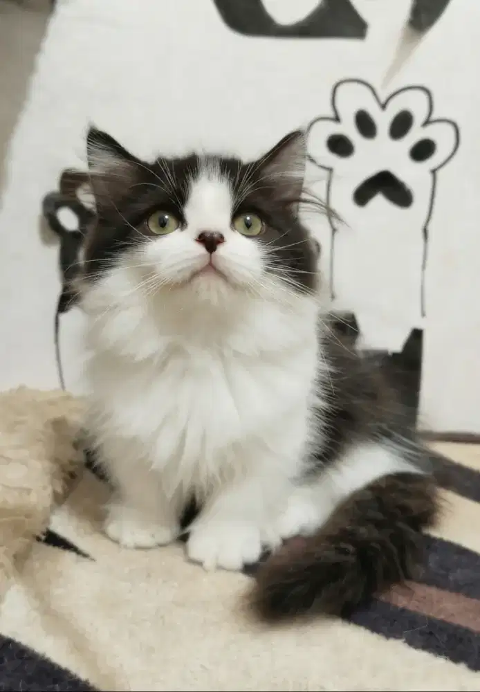 kucing munchkin Longhair jantan