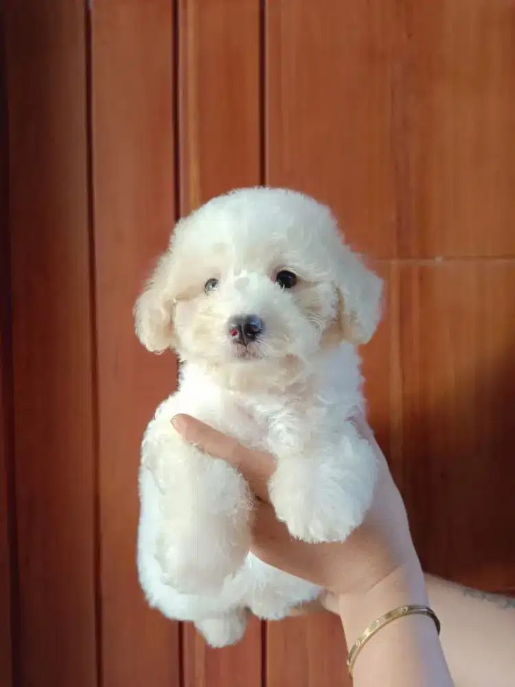 PARTY POODLE PUPPY