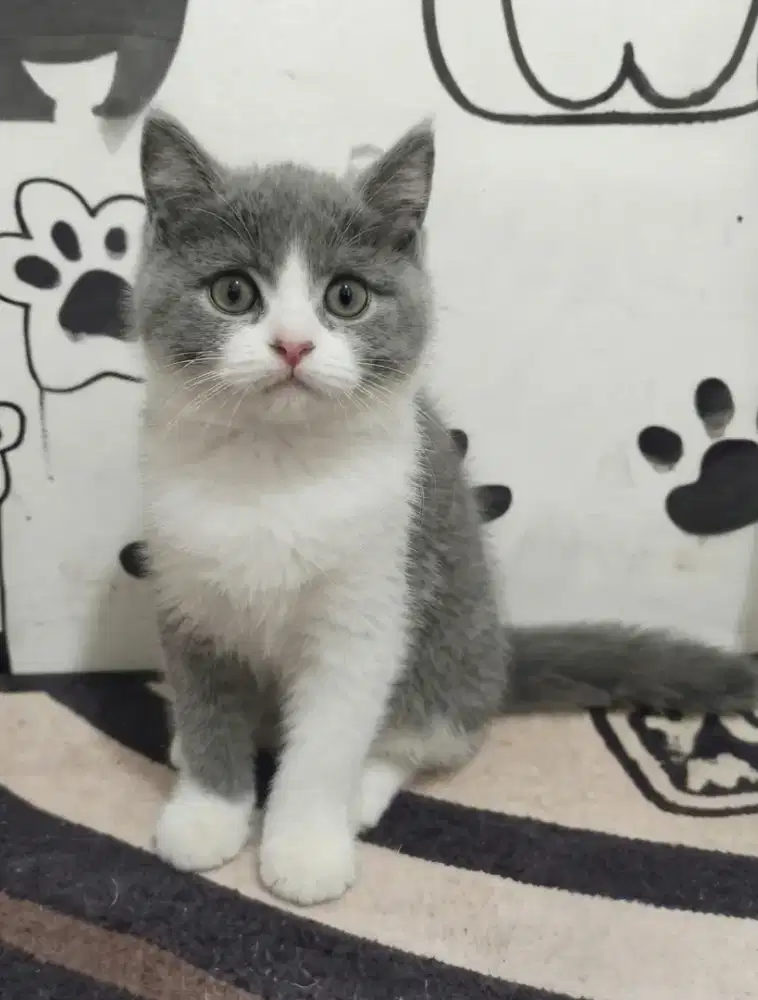 Bsh Bico blue jantan