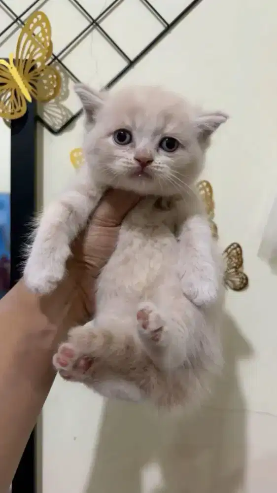 Kitten BSH pure