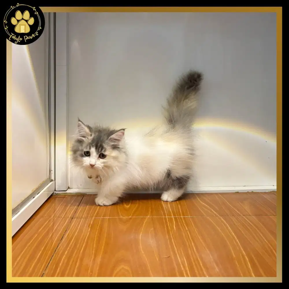OPEN BOOKING KUCING KITTEN MUNCHKIN LONGHAIR BETINA CALICO DILUTE