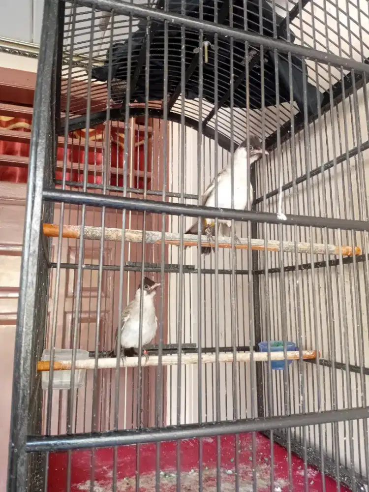 Burung kutilang sepasang