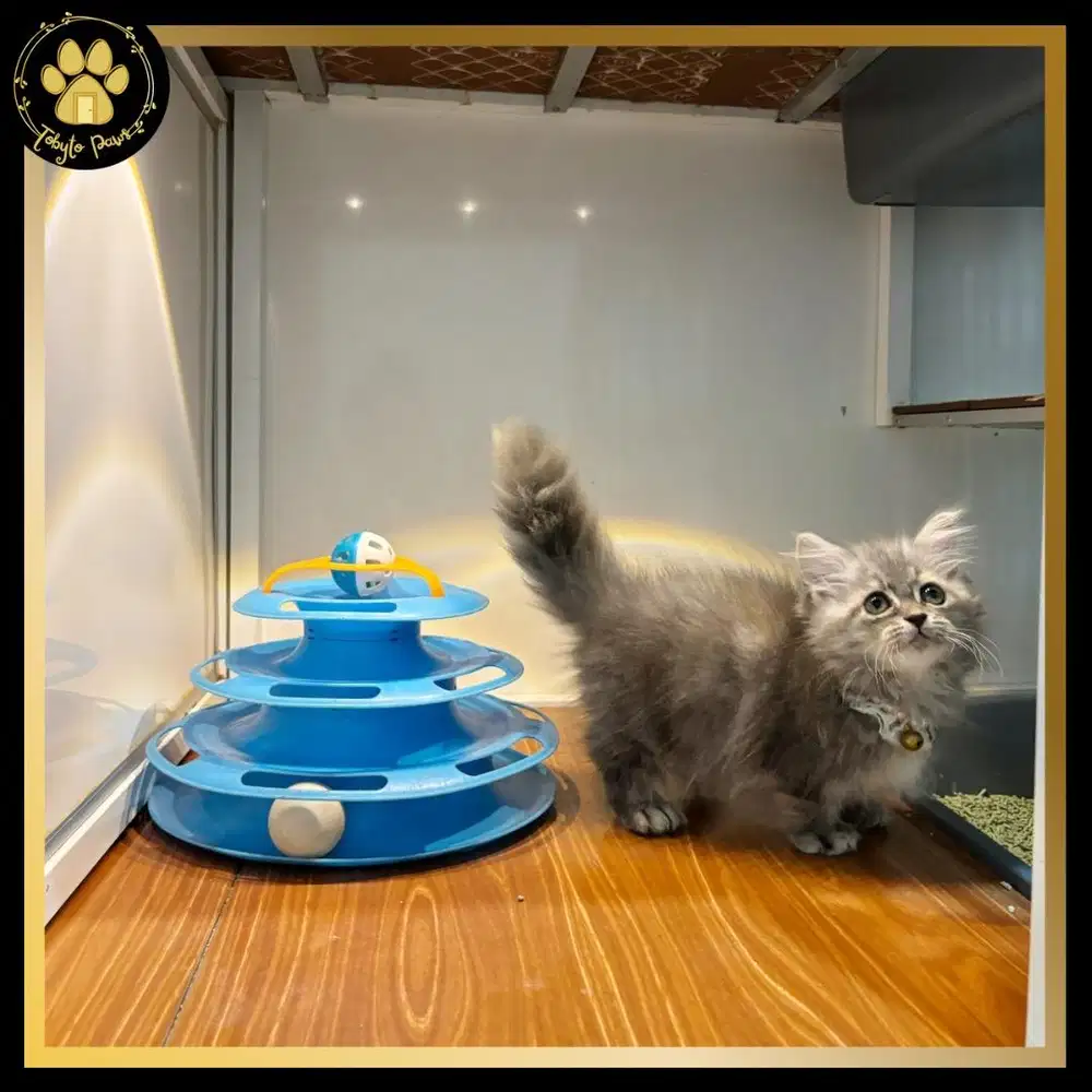 OPEN BOOKING KUCING KITTEN MUNCHKIN LONGHAIR BETINA BLUE TABBY