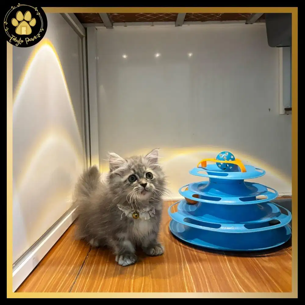 KUCING KITTEN MUNCHKIN LONGHAIR BETINA BLUE TABBY