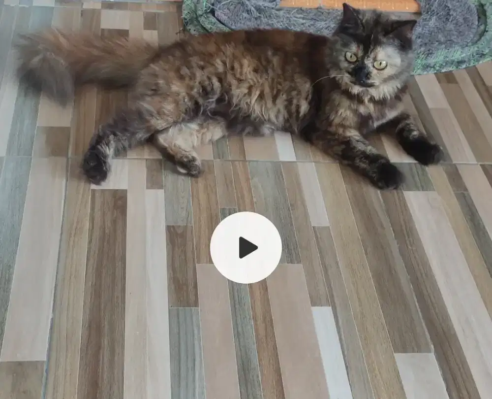Kucing ras kaki Ns agak pendek gembull