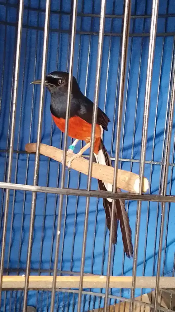 murai batu prastasi