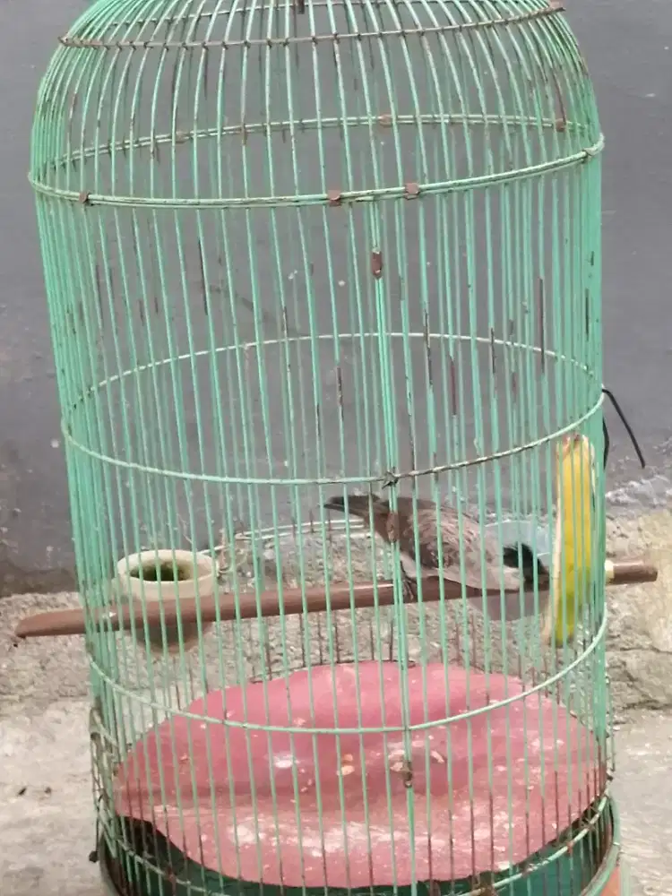 Burung kutilang fullset  gacor