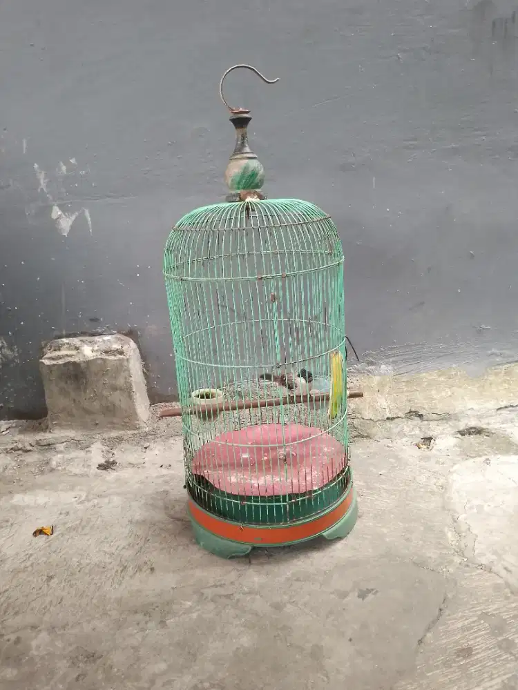 Burung kutilang fullset  gacor TT ok