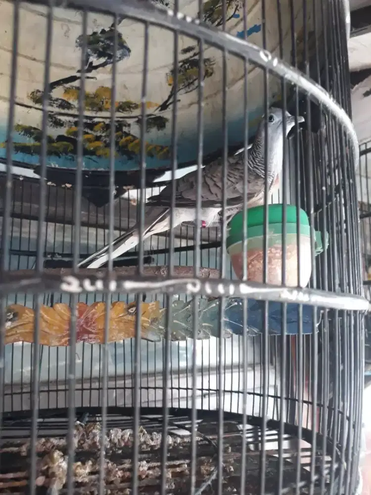 Perkutut bangkok ring bunyi lumayan besaer