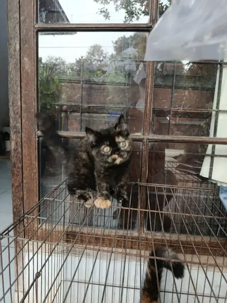 Lepas adop Kitten 3 bulan