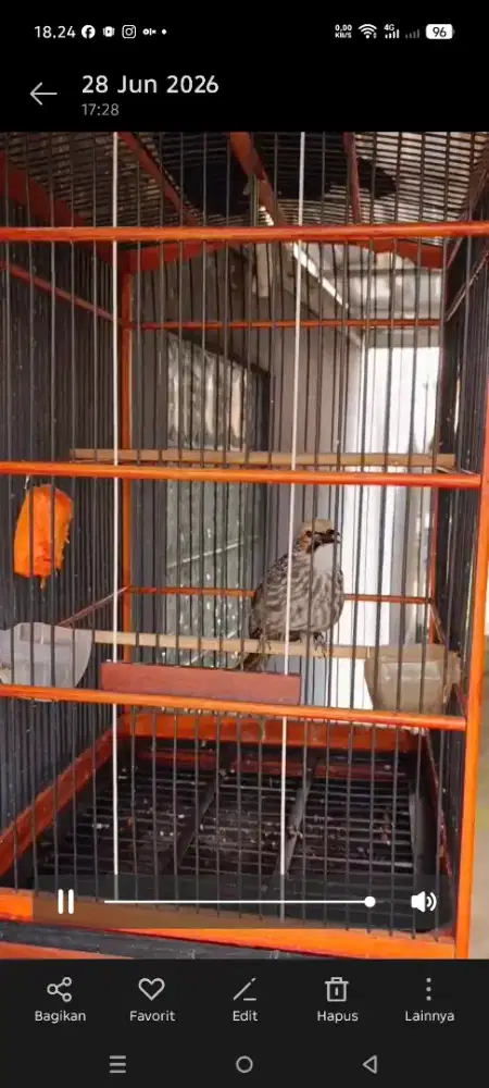 Jual burung cucak rowo gacor